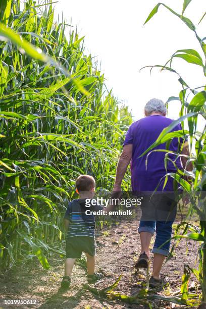 toddler boy & grandma walking through corn maze - corn maze stock pictures, royalty-free photos & images