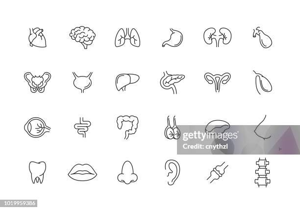 ilustraciones, imágenes clip art, dibujos animados e iconos de stock de conjunto de iconos de línea de órganos humanos - cardiovascular system stock illustrations
