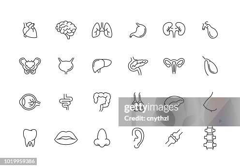 HUMAN ORGANS LINE ICON SET HUMAN ORGANS LINE ICON SET