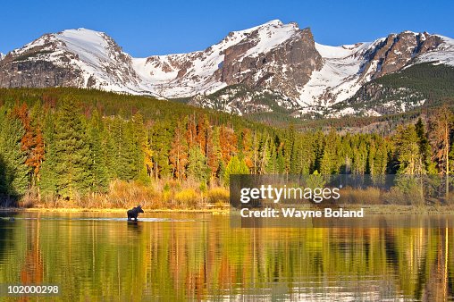 Moose in autumn forest reflection Moose in autumn forest reflection