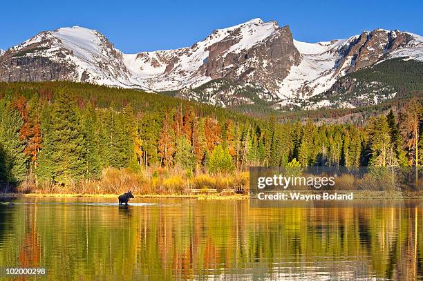 moose in autumn forest reflection - rocky mountain national park ストックフォトと画像