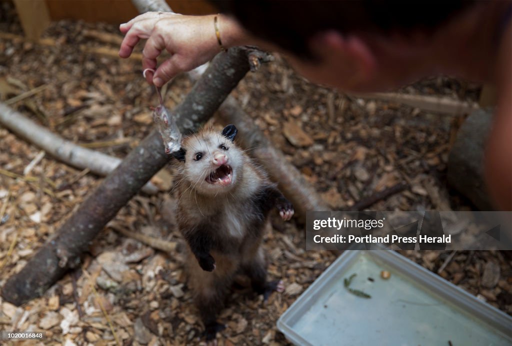 Center for Wildlife
