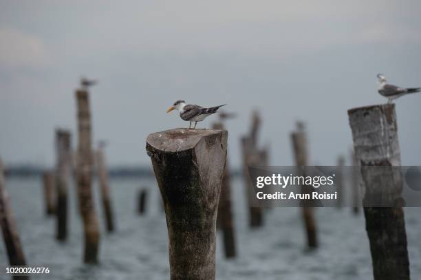 great crested tern (thalasseus bergii). adult assuming non-breeding plumage. - great crested tern stock pictures, royalty-free photos & images