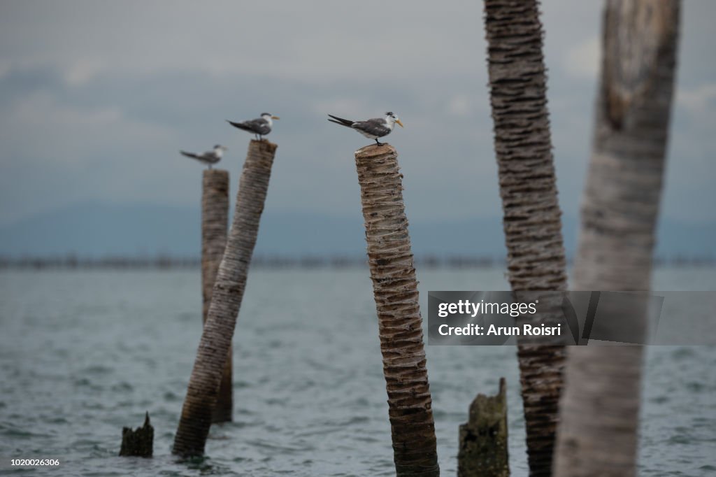 Great Crested Tern (Thalasseus bergii). Adult assuming non-breeding plumage.