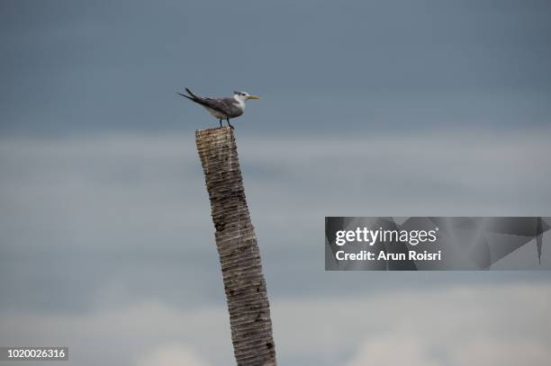 great crested tern (thalasseus bergii). adult assuming non-breeding plumage. - great crested tern stock pictures, royalty-free photos & images