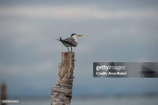 great crested tern (thalasseus bergii). adult assuming non-breeding plumage. - great crested tern stock pictures, royalty-free photos & images