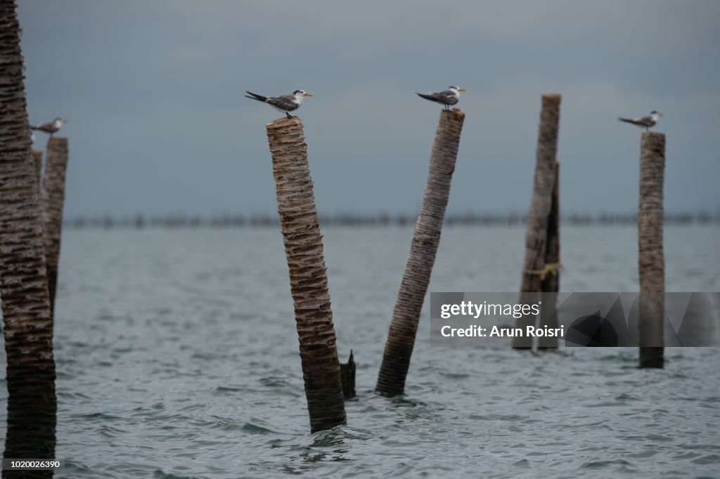 Great Crested Tern (Thalasseus bergii). Adult assuming non-breeding plumage.