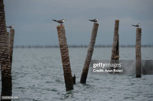 great crested tern (thalasseus bergii). adult assuming non-breeding plumage. - great crested tern stock pictures, royalty-free photos & images