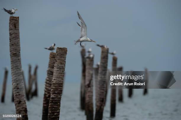 great crested tern (thalasseus bergii). adult assuming non-breeding plumage. - great crested tern stock pictures, royalty-free photos & images