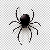 Black Spider with transparent shadow on a checkered background. Can be placed on any background. Vector illustration,