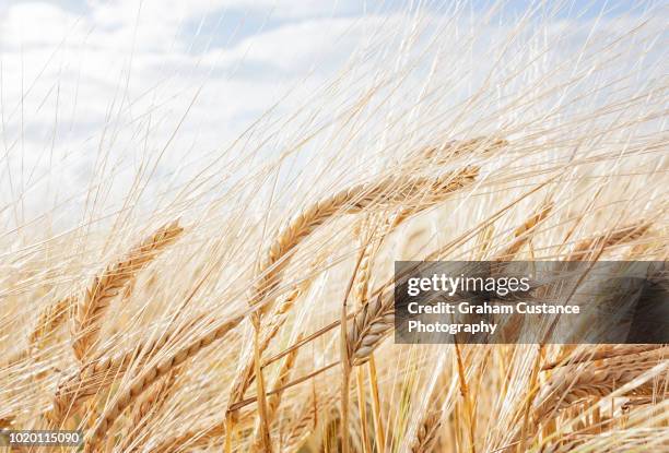 barley field - barley stockfoto's en -beelden