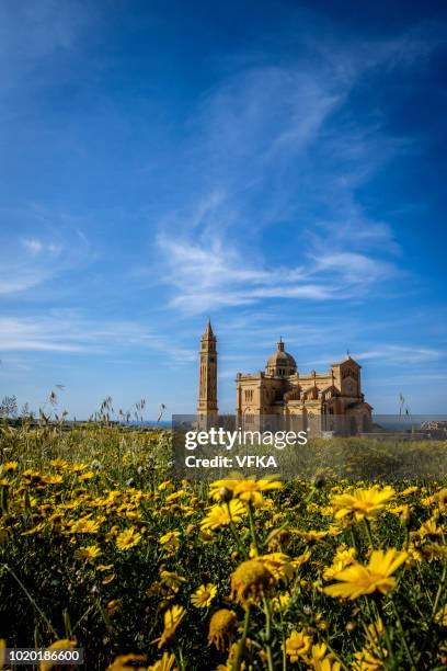 basilica of the national shrine of the blessed virgin of ta' pinu - buphthalmum salicifolium stock pictures, royalty-free photos & images