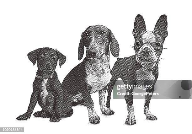 ilustraciones, imágenes clip art, dibujos animados e iconos de stock de grupo de 3 perros en albergue de animales - basset hound