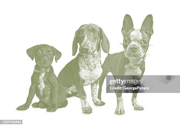 group of 3 dogs in animal shelter - miniature basset hound puppies stock illustrations