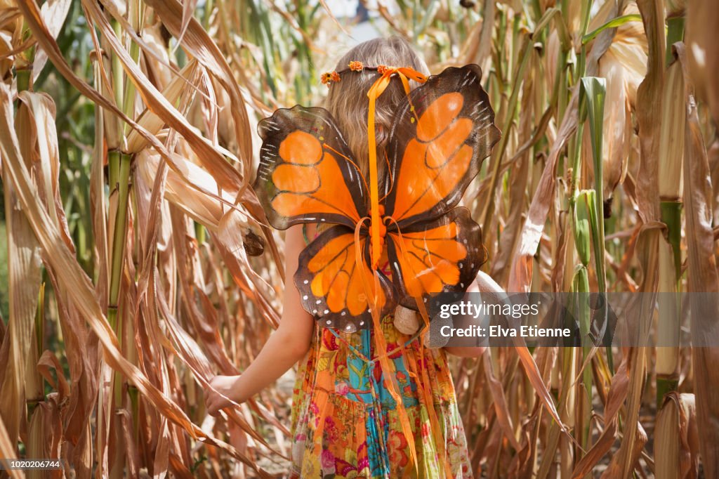 Child wearing orange butterfly wings in a field of tall dried maize