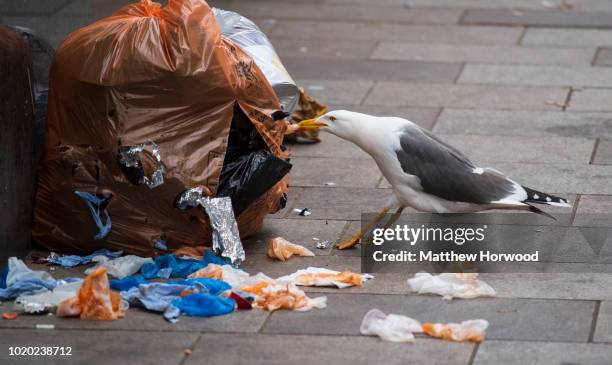 Seagull in an urban environment scavenging food from rubbish bags on June 07, 2018 in Cardiff, United Kingdom.
