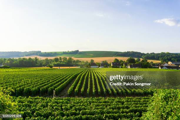 row vine grape in champagne vineyards at montagne de reims countryside village background - campania stock pictures, royalty-free photos & images