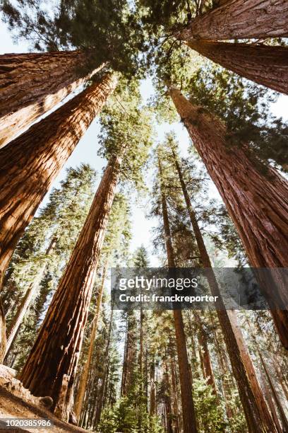 niedrigen winkel-blick auf den mammutbaum - sequoiabaum stock-fotos und bilder