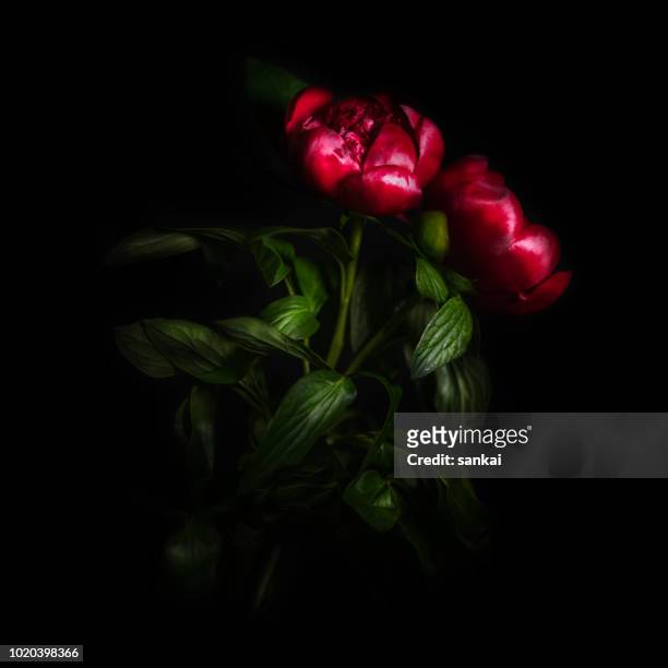peony flower isolated on black background - maroon roses stock pictures, royalty-free photos & images