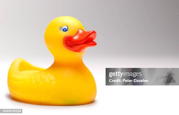 large yellow rubber duck with copy space - pato de juguete fotografías e imágenes de stock