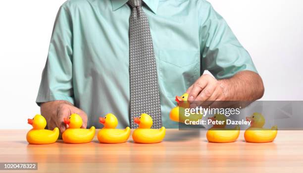 businessman getting his ducks in a row - ducks in a row stock pictures, royalty-free photos & images
