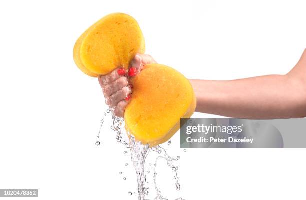 woman squeezing sponge against white background - cleaning sponge stock pictures, royalty-free photos & images