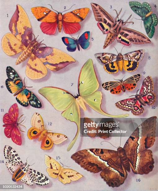 The Magnificent Colouring of Some Moths', . From The Popular Science Educator, Volume 2, edited by Charles Ray. [The Amalgamated Press, Ltd.,...