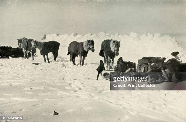 Ponies Behind Their Shelter in Camp on the Barrier' . Four ponies wearing coats stand hobbled to a rope, with sledges nearby and a snow wall behind....