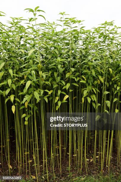 jute field in savar in dhaka, bangladesh - jute ストックフォトと画像