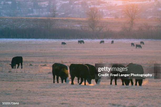 sunrise with cows grazing on frosty grass in colorado - cattle in frost stock-fotos und bilder