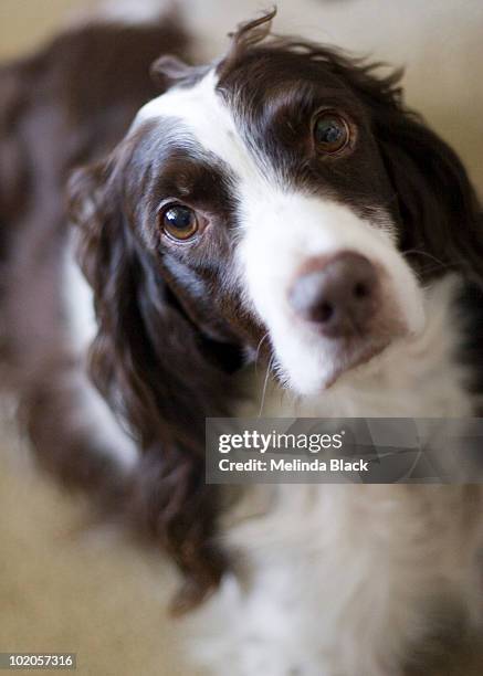 english springer spaniel - english springer spaniel stock pictures, royalty-free photos & images