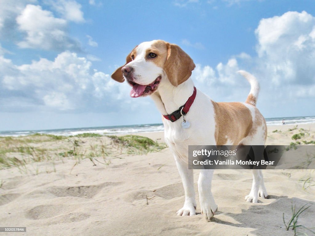 Dog at the beach