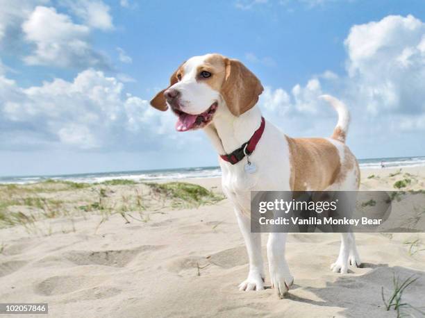 dog at the beach - beagle stock pictures, royalty-free photos & images