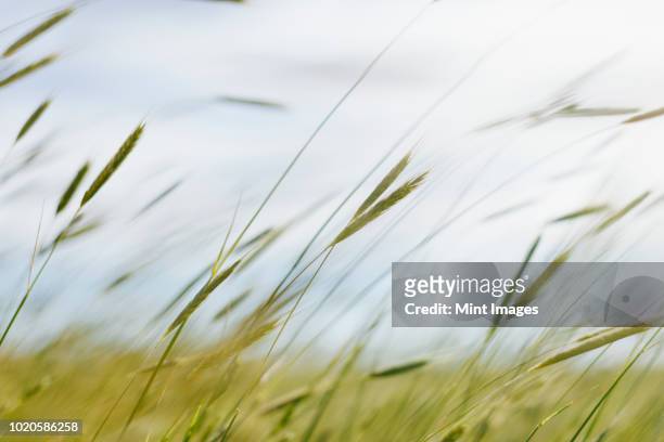 close up of blades of wheat grass - vento foto e immagini stock