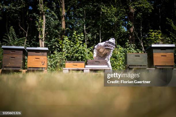 Bee keeper works with her bee colonies on June 29, 2018 in Petershain, Germany.