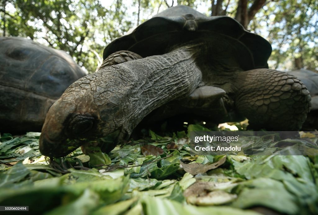 Giant tortoises at Changuu Island