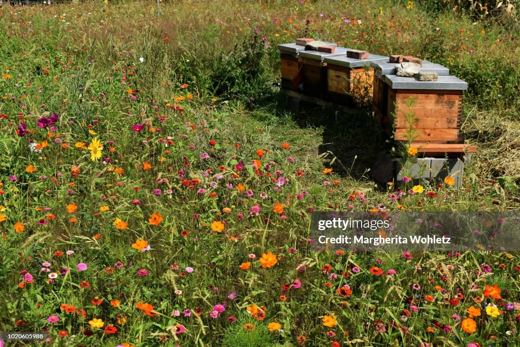 Beehives in a flowery meadow