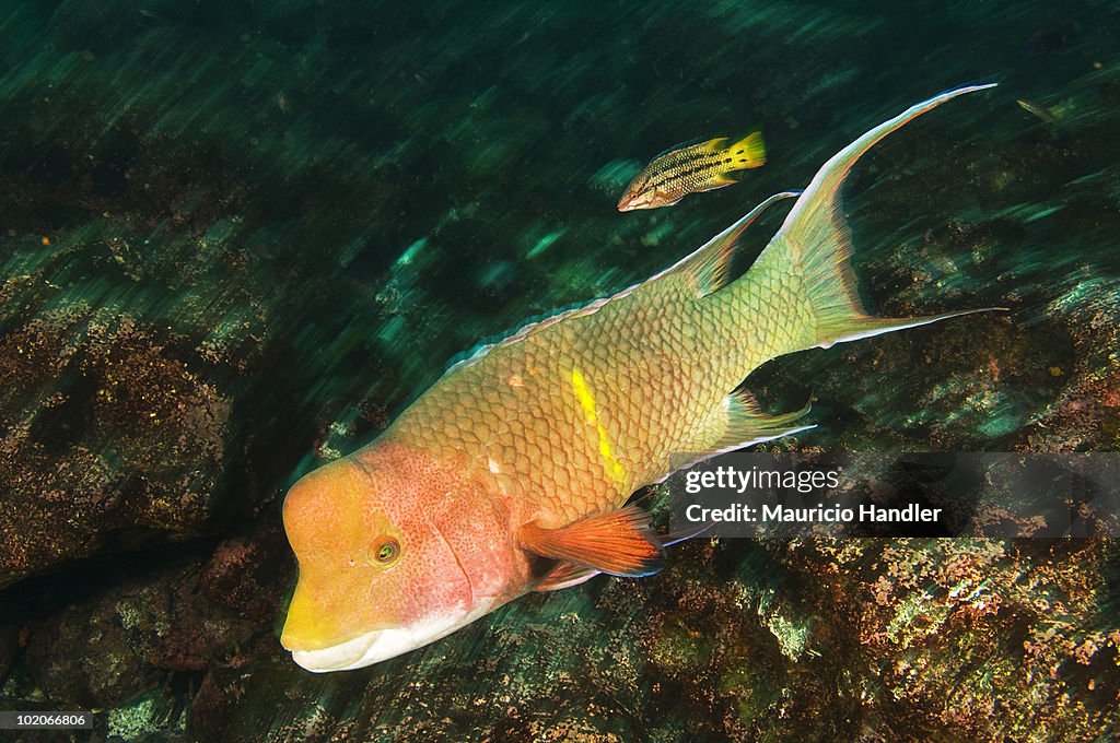 A small female and a big male streamer hogfish, Bodianus diplotaenia.