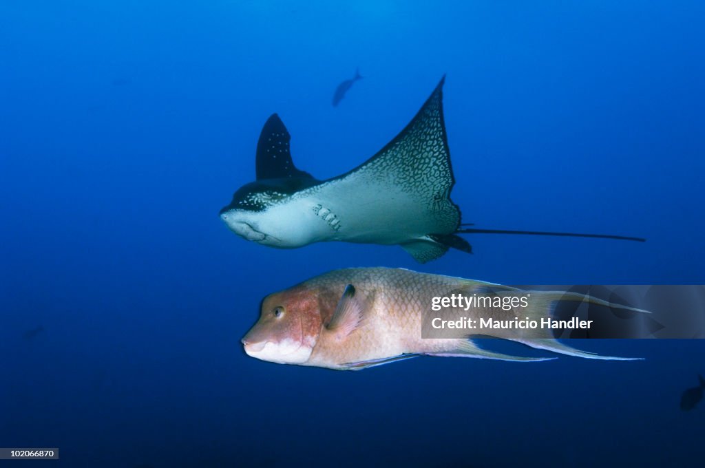 Eagle ray, Aetobatus narinari and a streamer hogfish, Bodianus diplotaenia