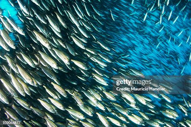 black striped salema, xenocys jessiae, schooling near cousins island. - black striped salema fish stock pictures, royalty-free photos & images