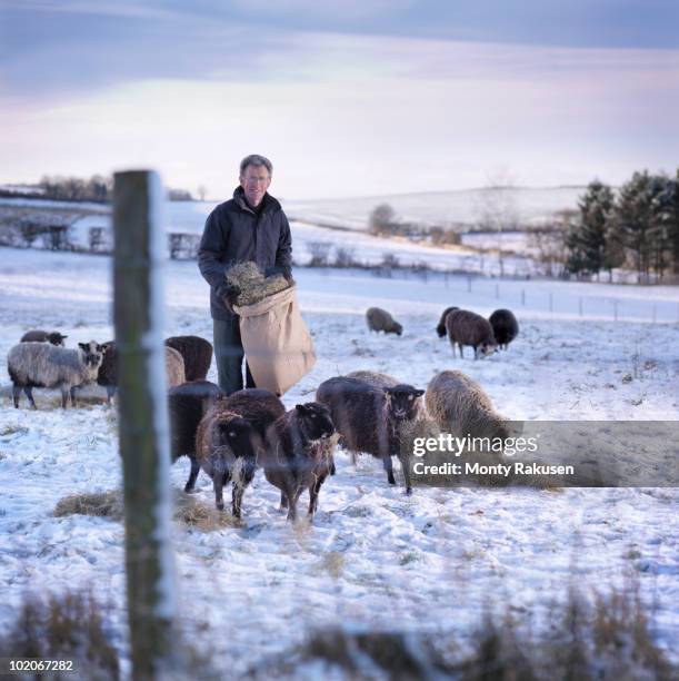 Shepherd's Rushed 35,679 English Shepherd Stock Photos, High-Res Pictures, and Images ...