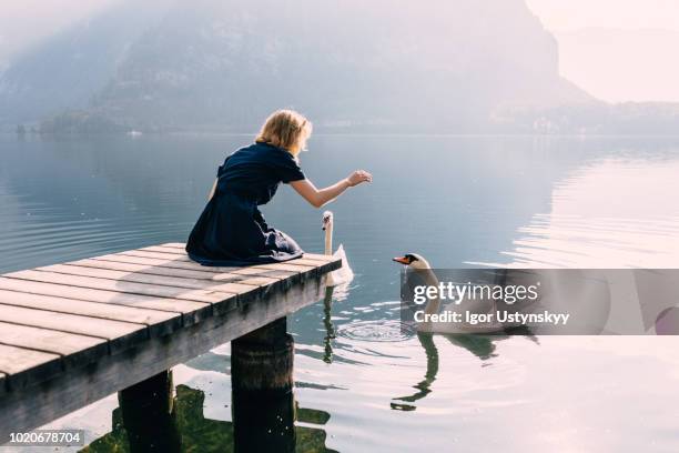 young woman feeding swans - animal feed fotografías e imágenes de stock