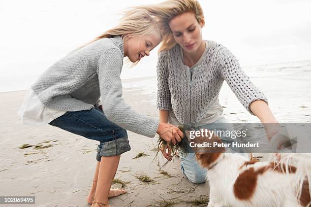 young family on beach in autumn - dog eating a girl out stockfoto's en -beelden