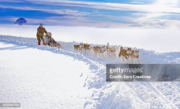 dog sledge - animal sledding fotografías e imágenes de stock