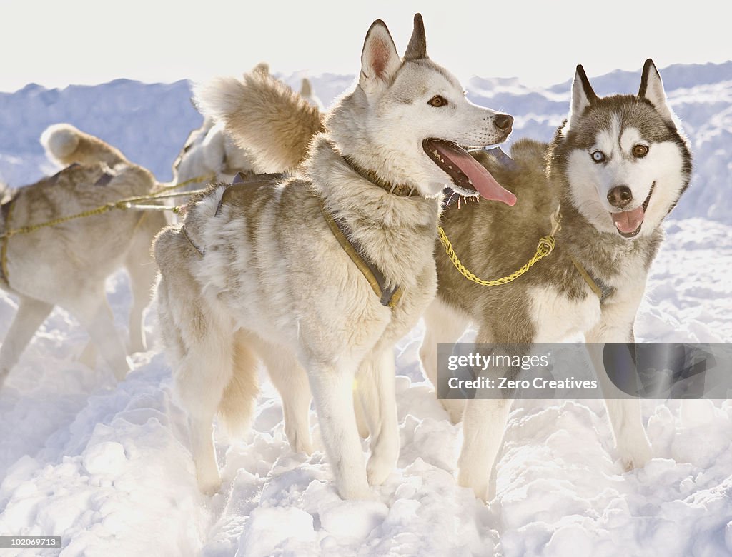 Huskies in winter