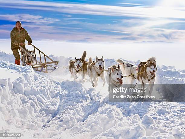 dog sledge race - chien de traineau photos et images de collection