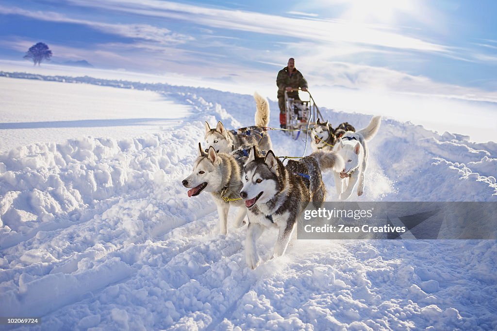 Dog sledge