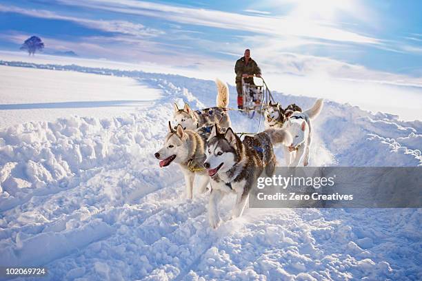 dog sledge - シベリアンハスキー ストックフォトと画像