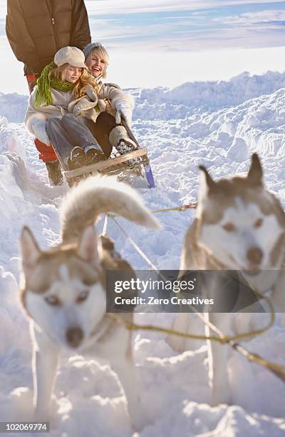 winter tour with dog sledge - hondensleeën stockfoto's en -beelden