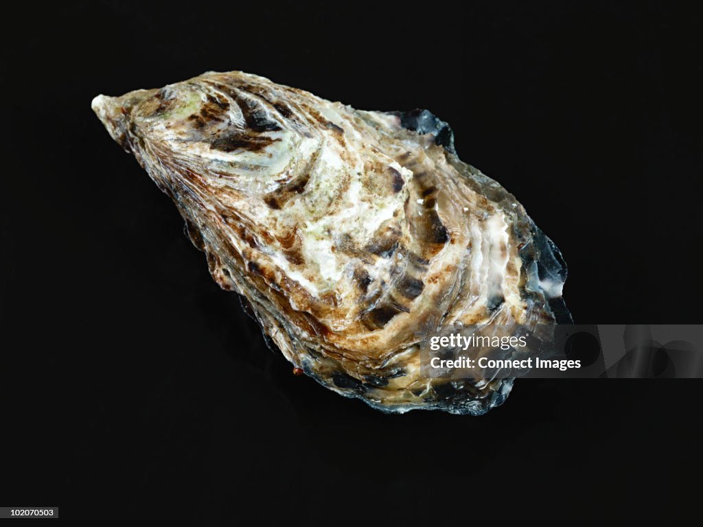 Oyster